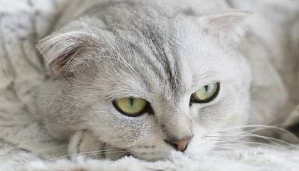 kaiyun-侯志慧卫冕成功！“体育湘军”迎来巴黎奥运第三金