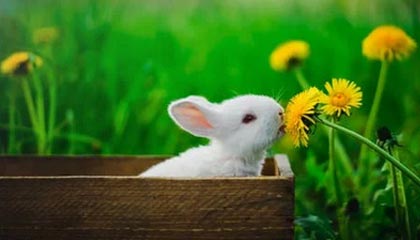 kaiyun-侯志慧卫冕成功！“体育湘军”迎来巴黎奥运第三金